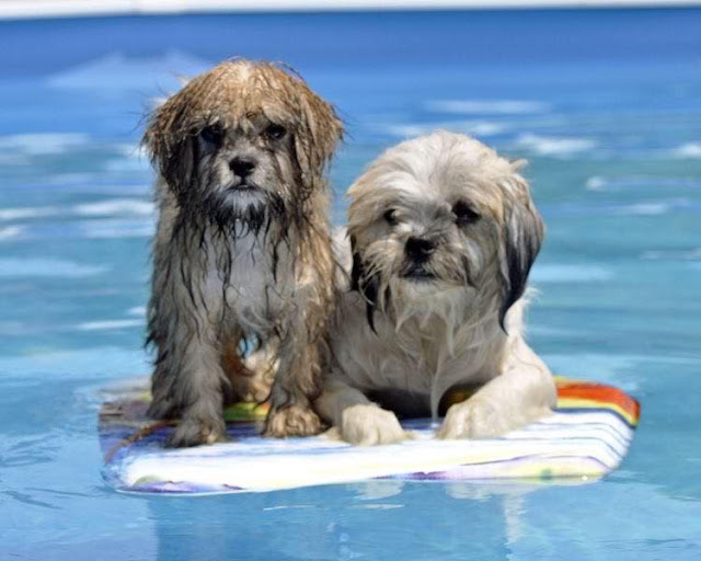 Iniciando o banho no shih tzu