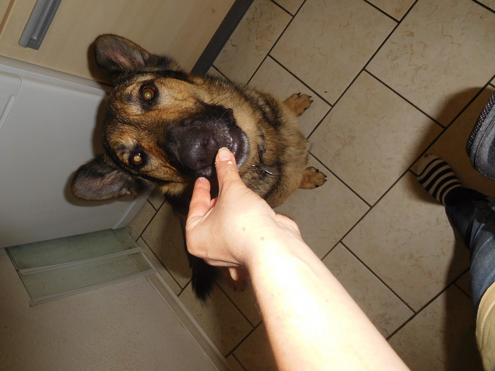 Hunde meine Liebe September 2016