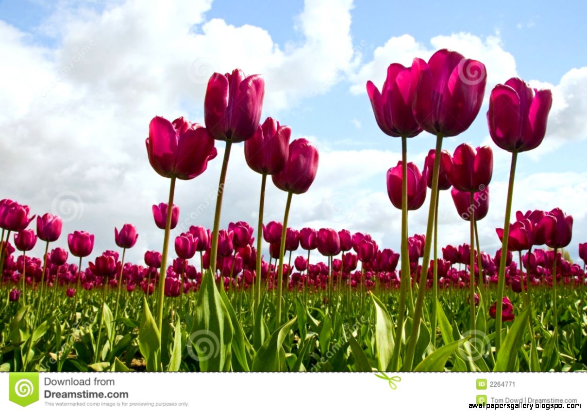 Purple Tulip Fields | Wallpapers Gallery