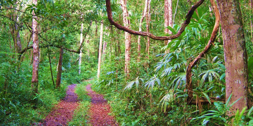 Resultado de imagen para ecosistema tropical