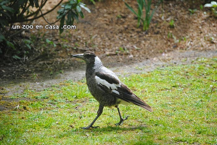 Urraca australiana (Cracticus tibicen)