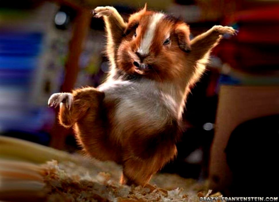 Cute Animal Screensavers Views Wallpapers