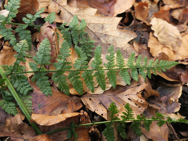 Fern or bracken leaf lying across brown and fallen woodland leaves.