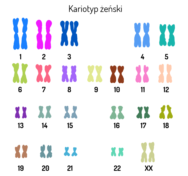 Kompletny Zestaw Chromosomów Charakterystyczny Dla Danego Gatunku Osoba binarna i cispłciowa – czy żyjemy w heteromatriksie? – Danuta