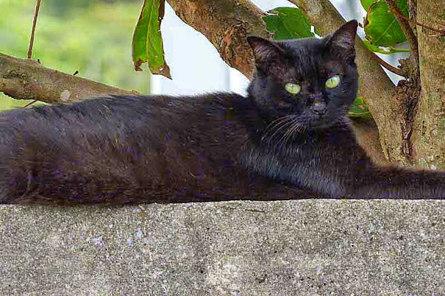 black cat, wall