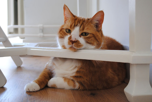 Dikke rode kat die met zijn kin op de steunbalk van een wit bureau leunt.