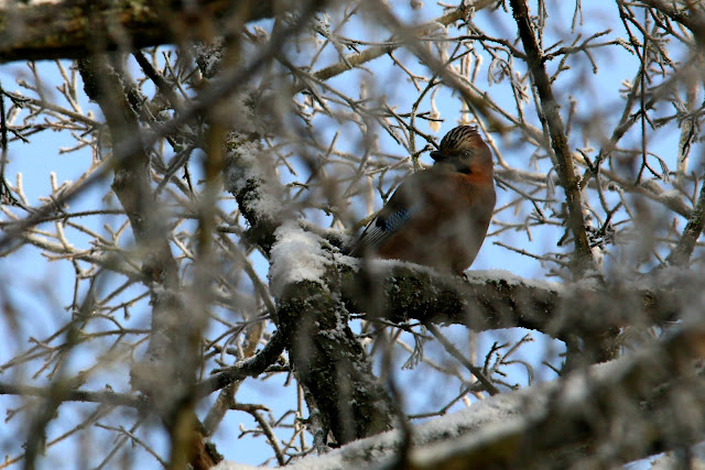 Eurasian jay