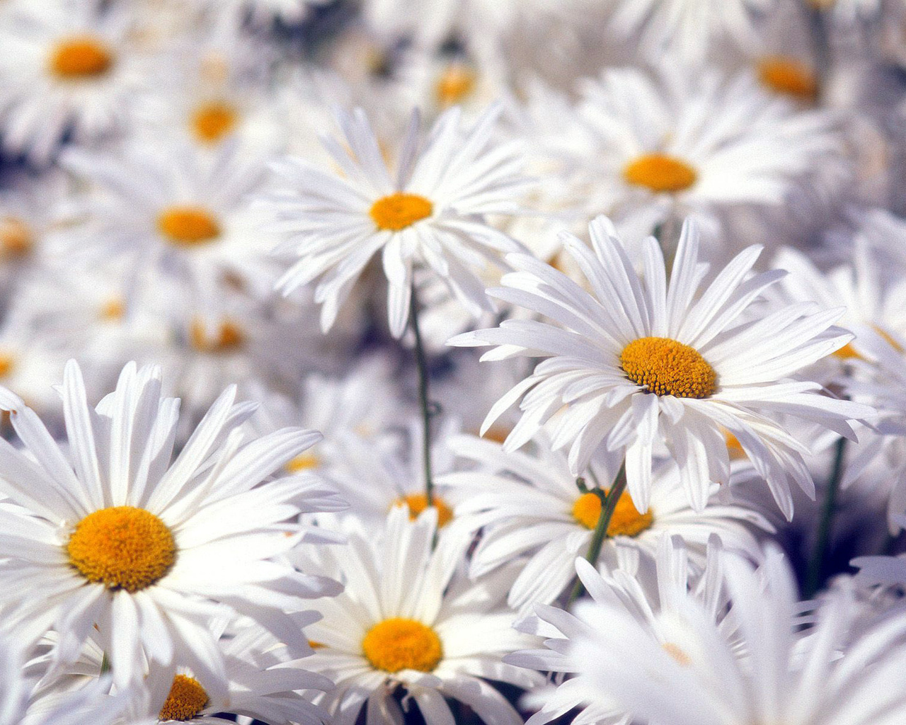 Fotografias y fotos para imprimir: Fotos de flores blancas