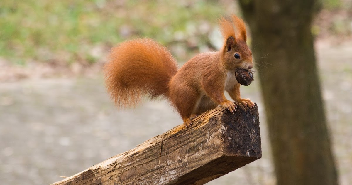 CraigardCroft Pine martens kill and eat red squirrels too!