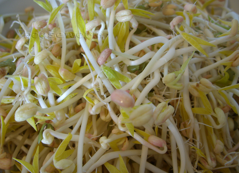 ♥Worm Home Sweet Home♥ Homemade Bean Sprout