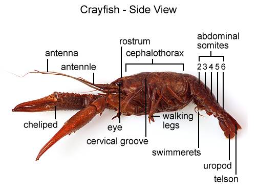 Aqua Fanatic: Crayfish Anatomy