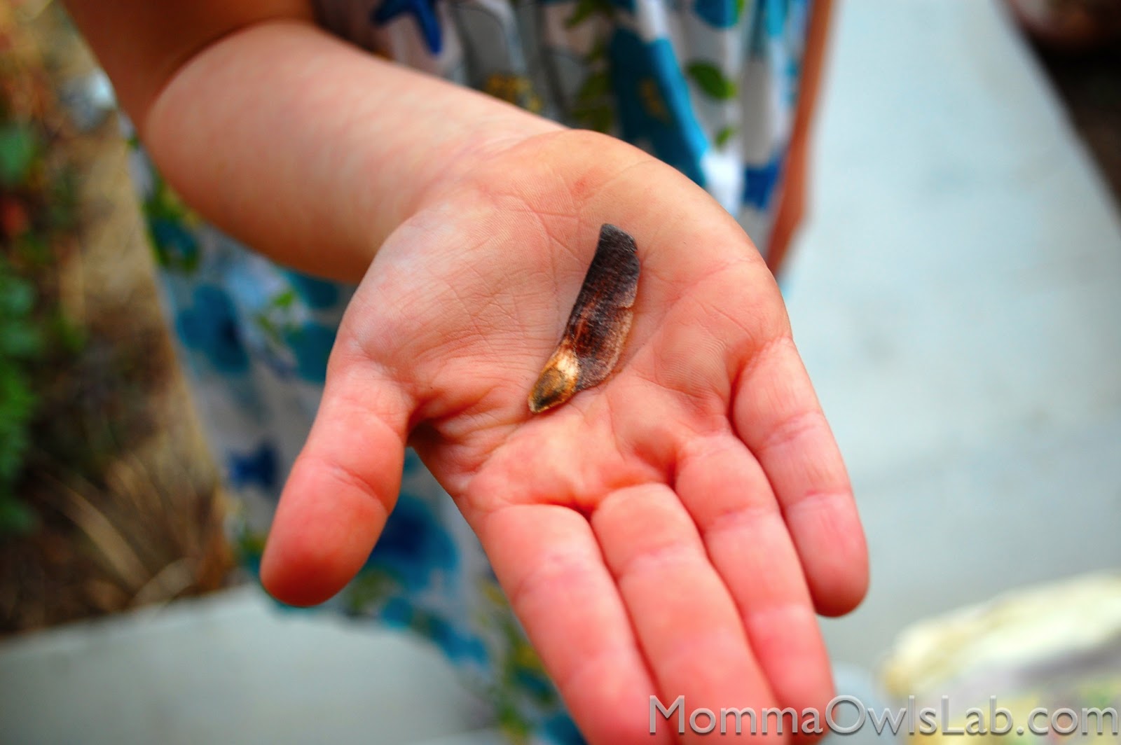 Momma Owl's Lab: The Pine Cone Experiment