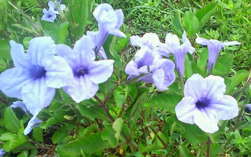 Unik Bunga  Biru Nan Cantik Ini Mekar Hanya Semalam Gugur 