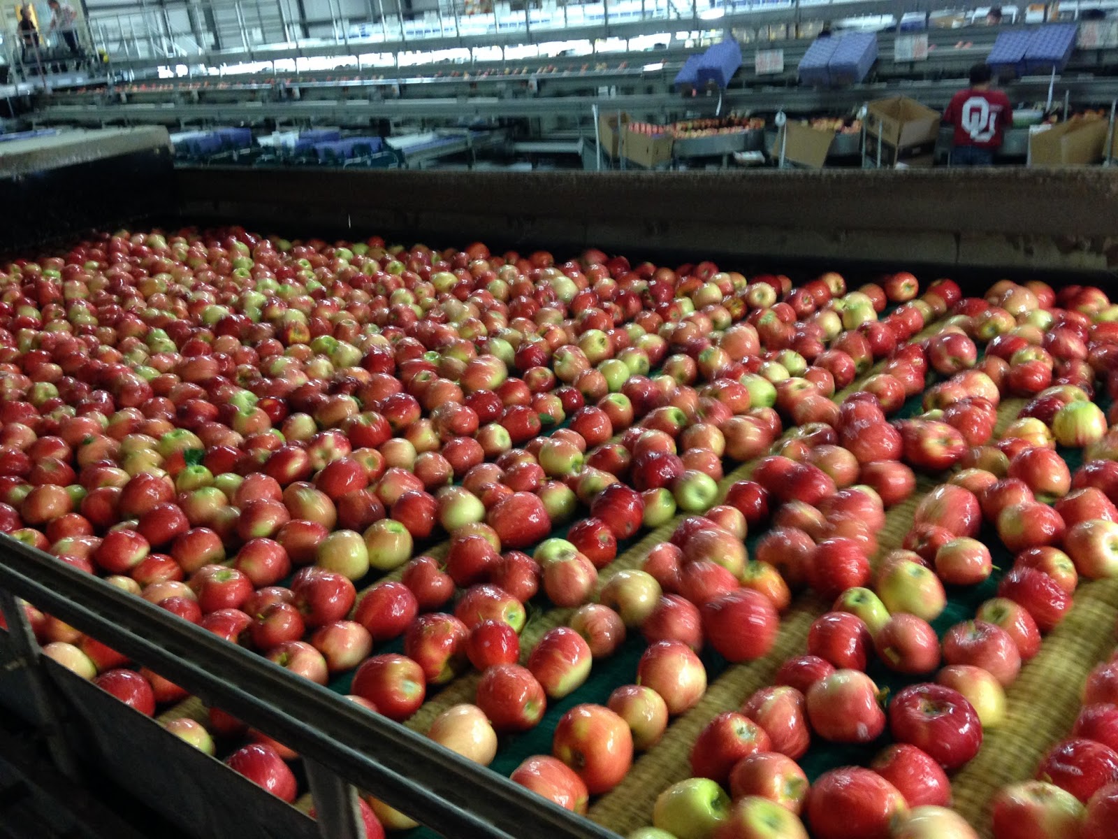 WSDA AgBriefs Following an apple’s journey into the box