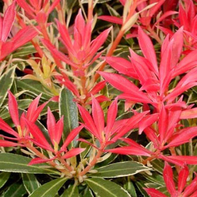 Andy Mcindoe S Designer S Diary Pieris Perfect For Pots In Shade