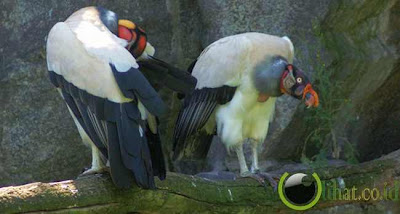 Burung King Vulture