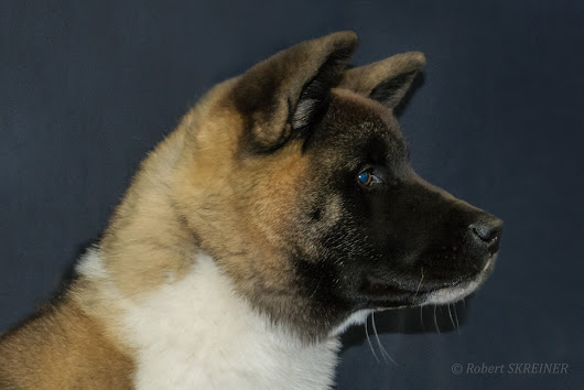 Robert SKREINER - Blog