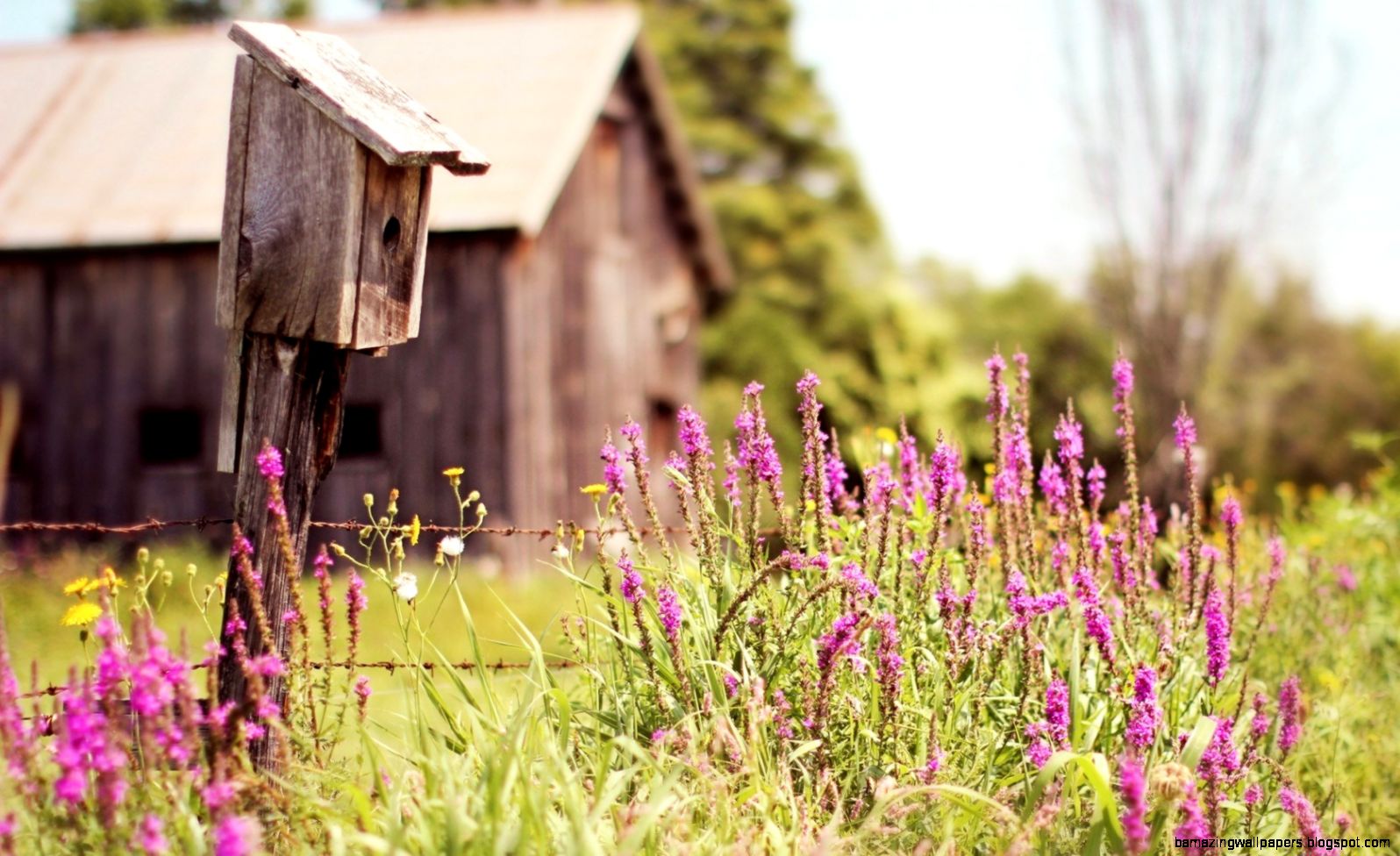 Summer Farm Wallpapers | Amazing Wallpapers