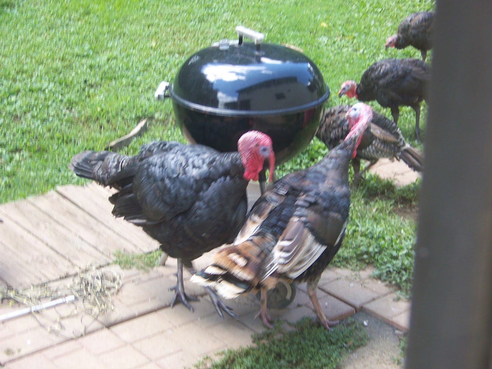 The Goat Rope: Okay...