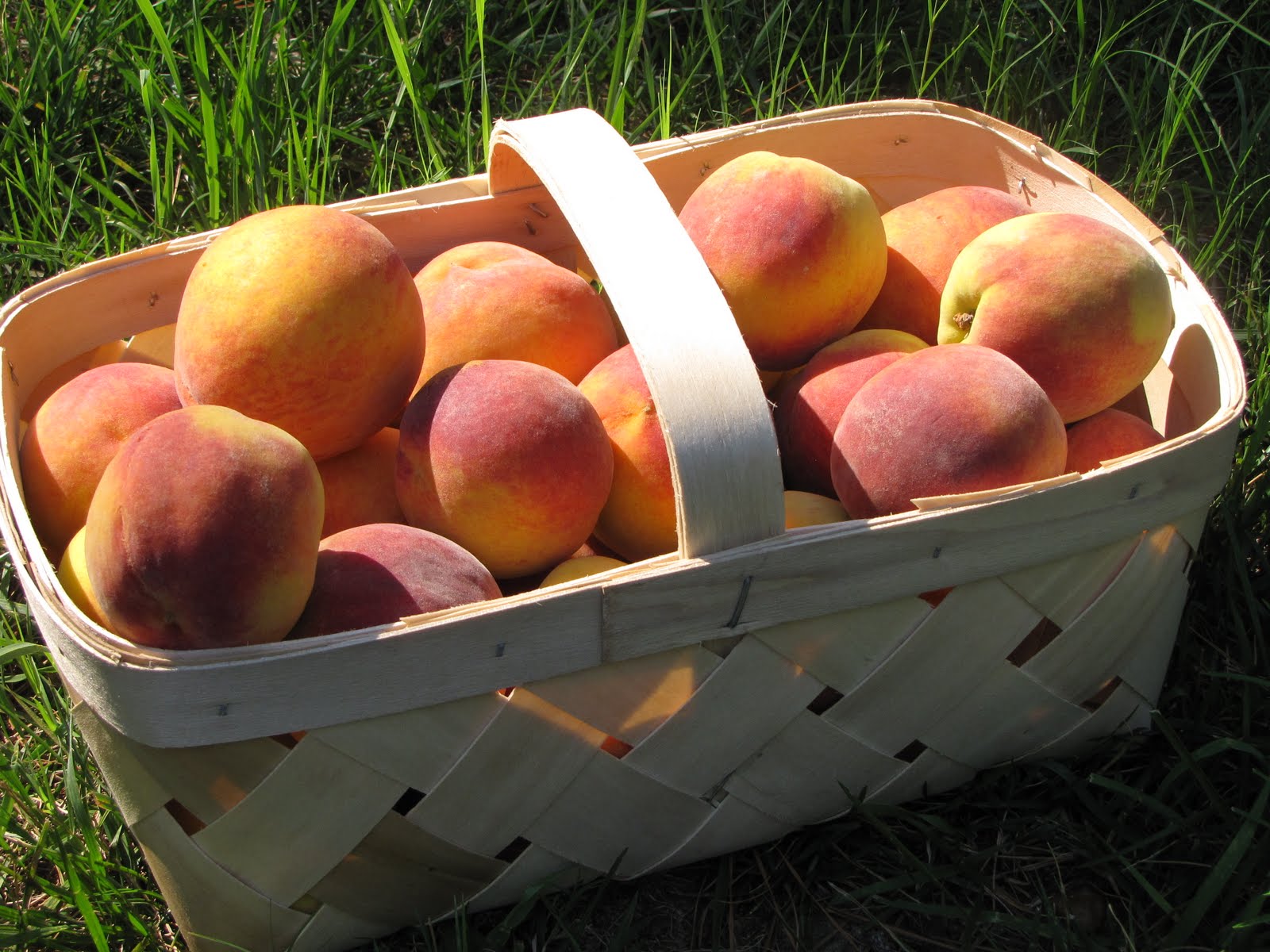 Southern Homemaking Peaches