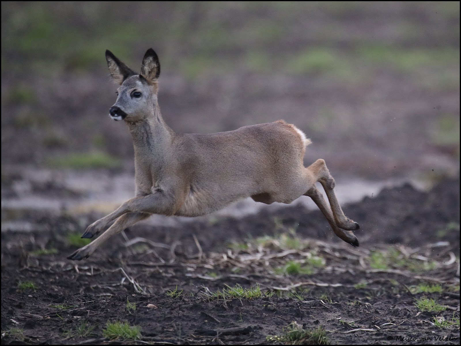 Meijco Tong uitsteken
