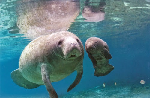 manatee calf with mother