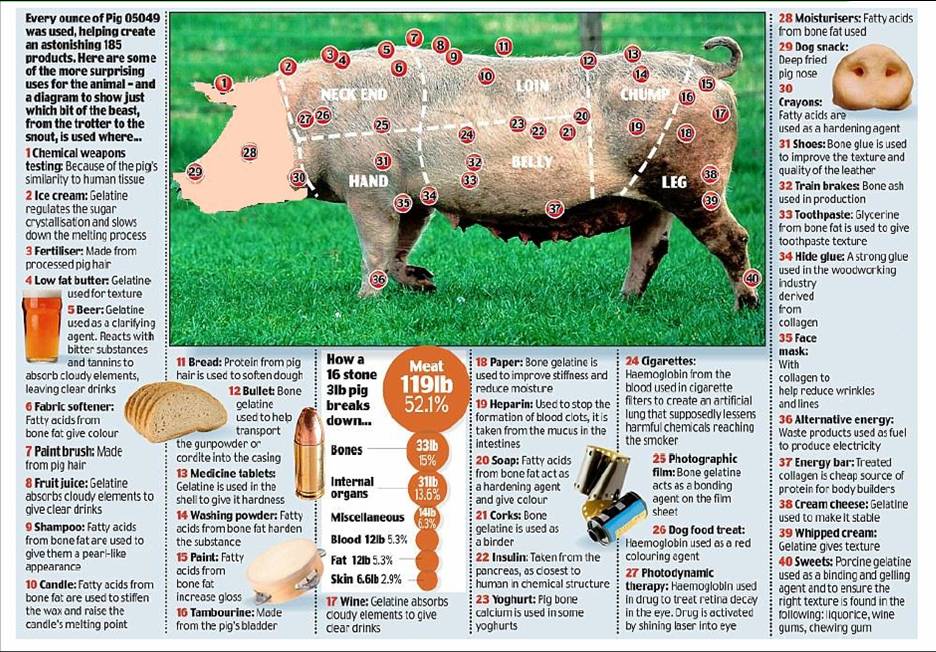 Pig.jpg