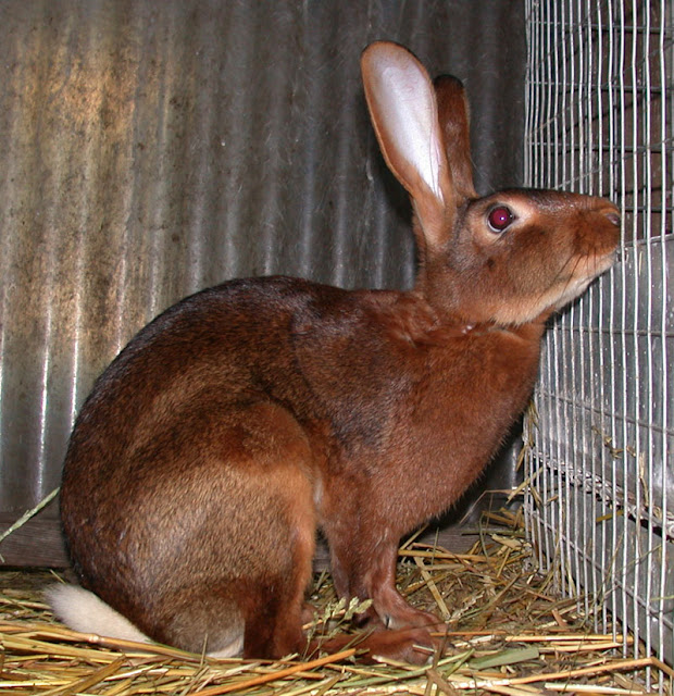 Rabbit , الأرنب، کەروێشک،ئاژەڵ