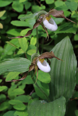 [Orchidaceae] - Cypripedium montanum - Mountain Lady’s Slipper