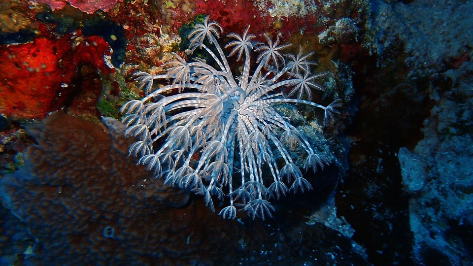 The Most Beautiful Coral Reefs In Asia