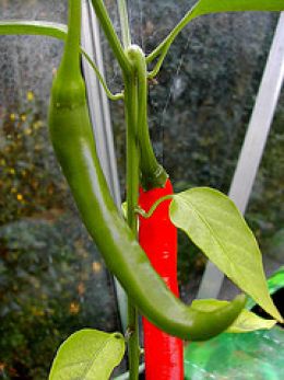 Long Green Pepper | Siling Haba - Bell pepper as known as Sweet pepper