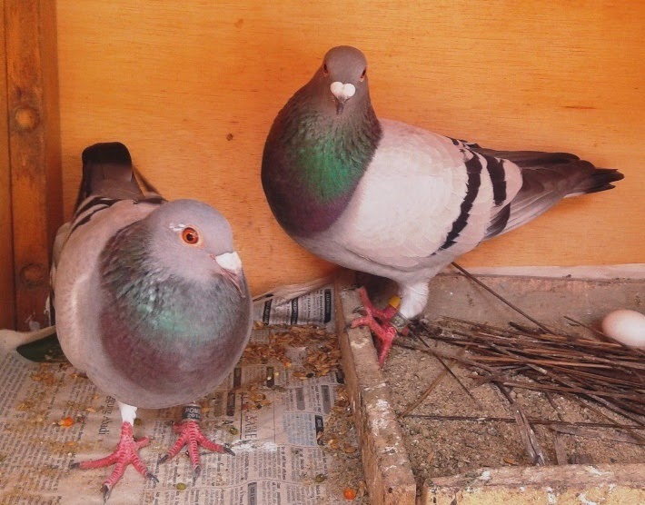 Jual Merpati Pos (Racing Pigeon) Solusi mendapatkan Merpati Pos murah