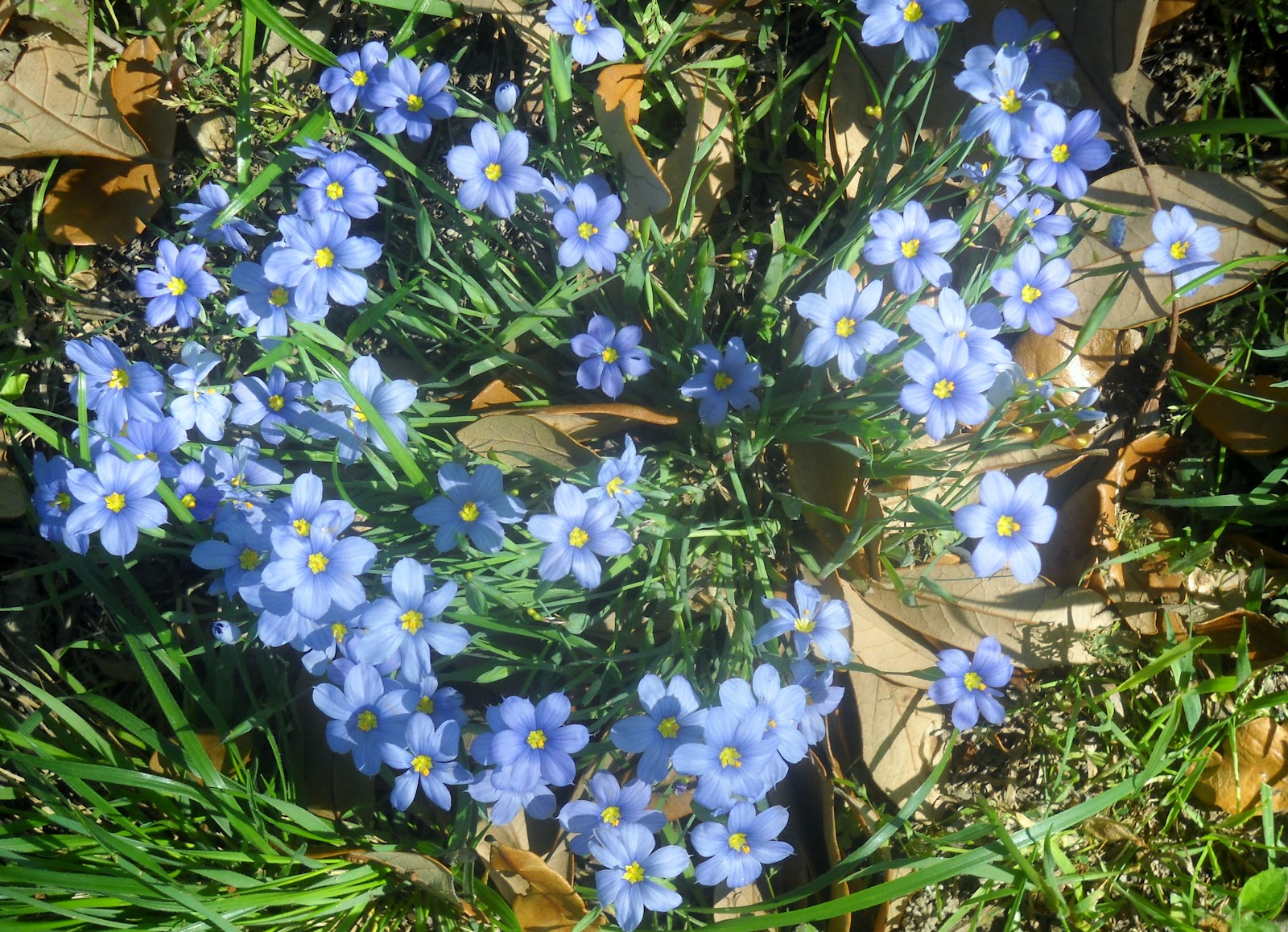 White Rock Lake, Dallas, Texas Wildflowers Start Blooming at White