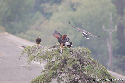 Parabuteo unicinctus