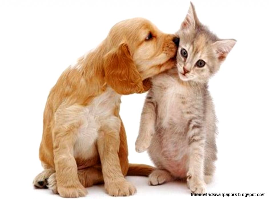 Cats And Dogs Hd Dog And Cat Wallpapers Hd Wallpapers Wallpapers