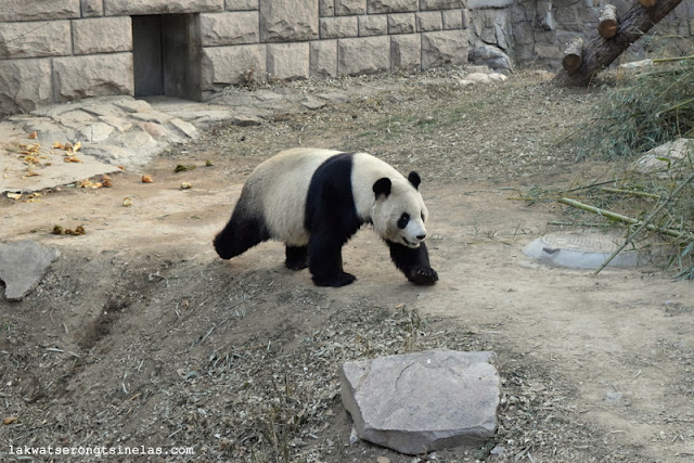 THE SHORT WINTER STROLL AT BEIJING ZOO