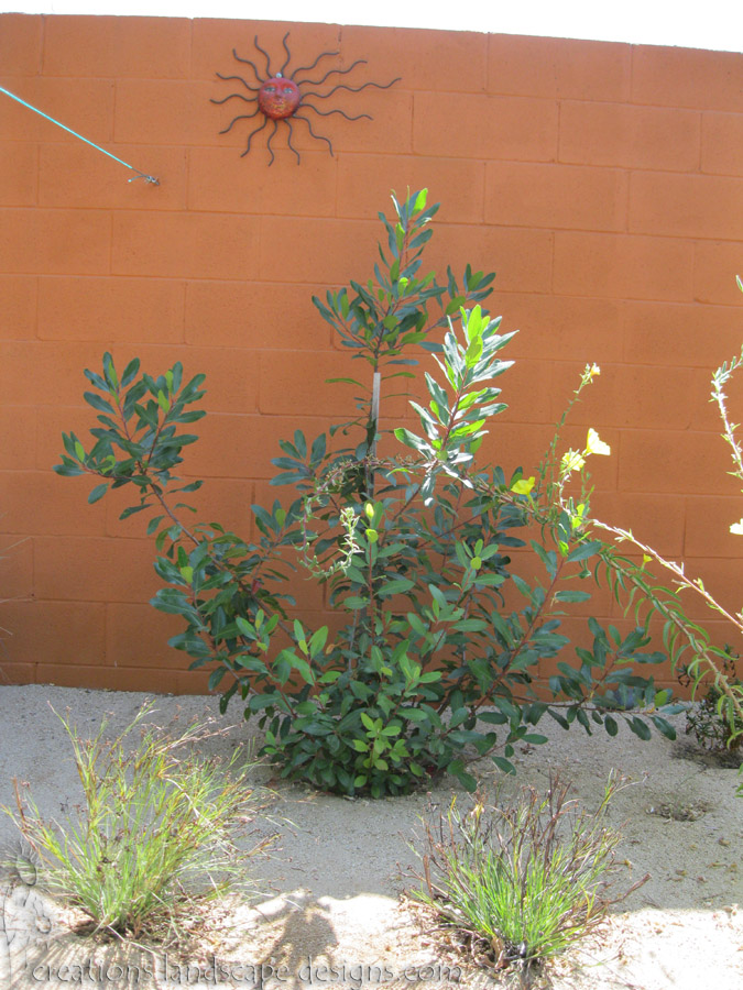 earth friendly landscapes: OUTDOOR WALL ART