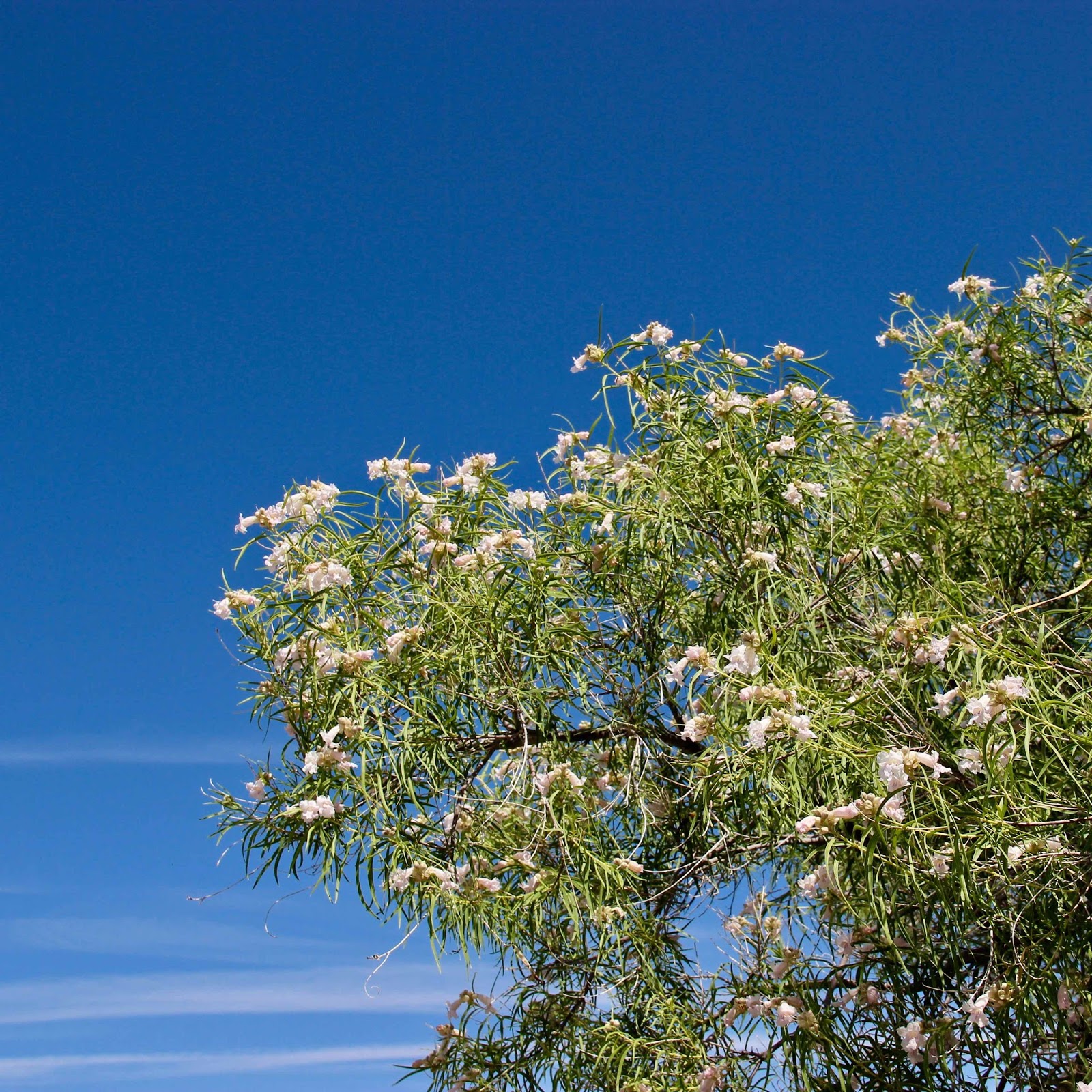 In the Company of Plants and Rocks Tree of the Month Desert “Willow”
