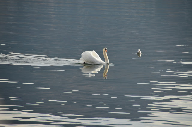 Swan in Ohrid Lake