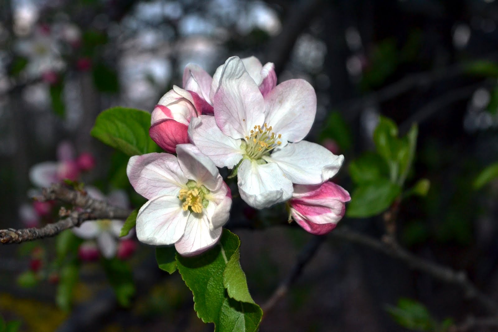 Flowers and Nature in my Garden Apple Blossoms to Apples