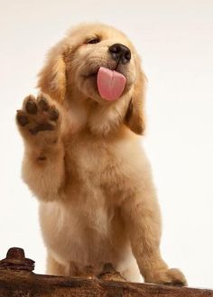 cute puppy pictures