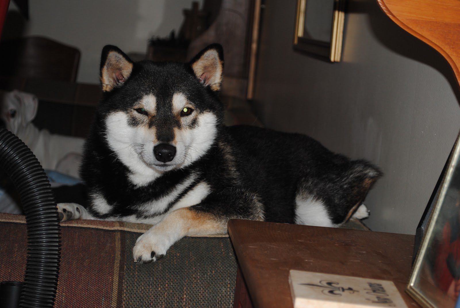 Saya's adventure Merrick Before Grain