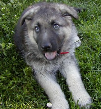 shepherd king german breeders puppy dog shepherds