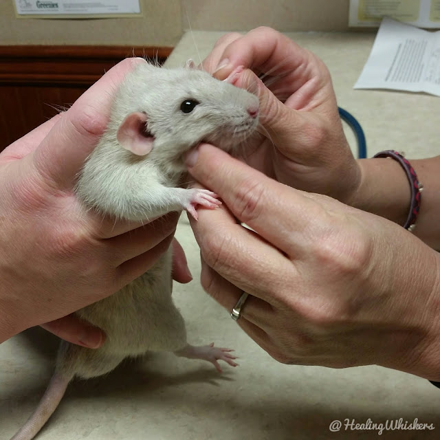 Getting Your Therapy Rat's Health Checked for Evaluation