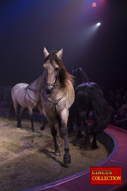 les étalons andalous dans un sens les frisons dans l'autre, les chevaux se croisent contre la piste