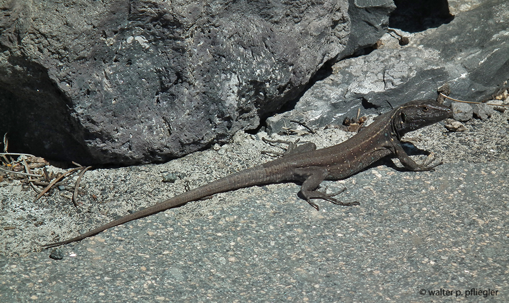 Nature photos from an Amateur Naturalist Valle Gran Rey, La Gomera