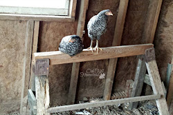 chicken coop accessories roost must needs boxes chickens place nesting nest sleeping