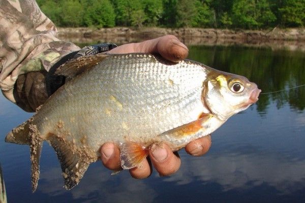 Все для рыбалки. удилище с поплавком, спиннинг, снасти для рыбалки ...
