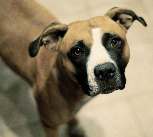 What Is A Mutt Dog , What Is A Mutt Dog? – BAEH