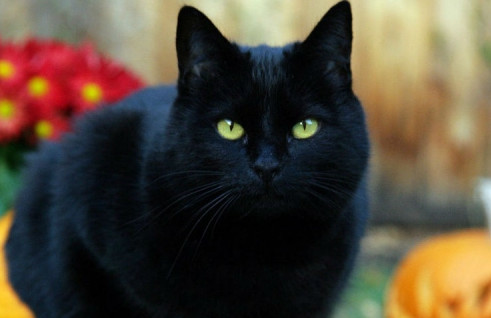 Buku Tafsir Mimpi Kucing Hitam Berdasarkan Islam Dan Primbon Jawa